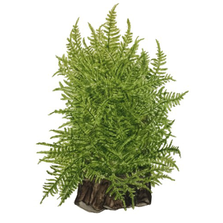 Taxiphyllum 'Taiwan Moss'