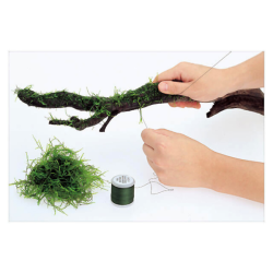 ADA Moss Cotton