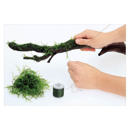 ADA Moss Cotton
