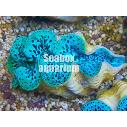 Tridacna - 6 cm