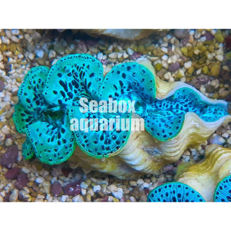 Tridacna - 6 cm