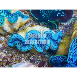 Tridacna - 6 cm