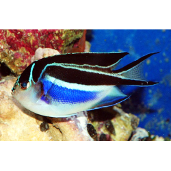 Genicanthus Bellus