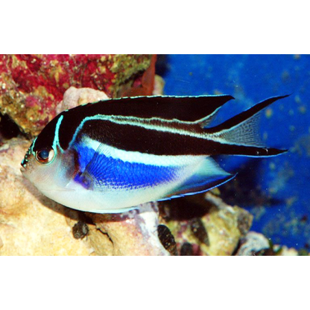 Genicanthus Bellus