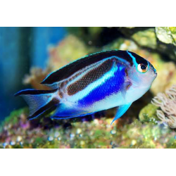 Genicanthus Bellus