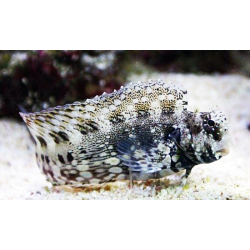 Salarias Fasciatus