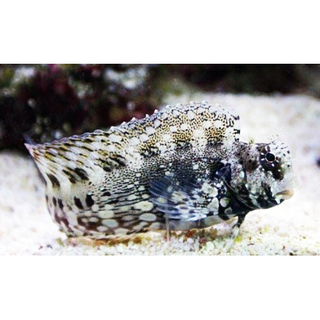 Salarias Fasciatus