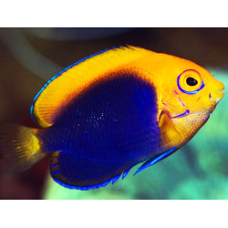 Centropyge Acanthops