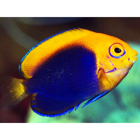 Centropyge Acanthops