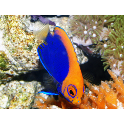 Centropyge Acanthops