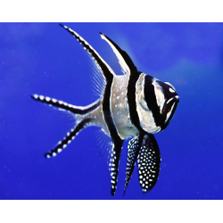 Pterapogon Kauderni