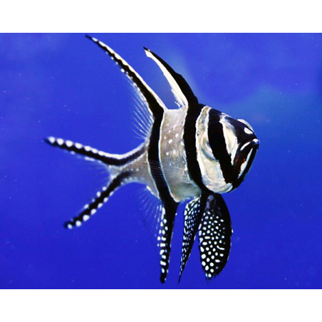 Pterapogon Kauderni
