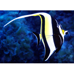 Zanclus Cornutus