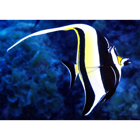 Zanclus Cornutus