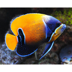 Pomacanthus Navarchus