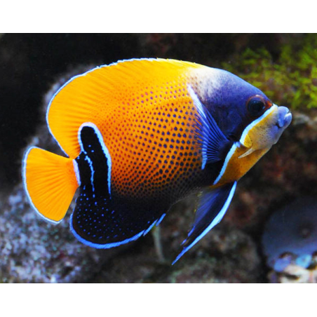 Pomacanthus Navarchus