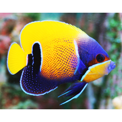 Pomacanthus Navarchus
