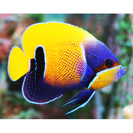 Pomacanthus Navarchus