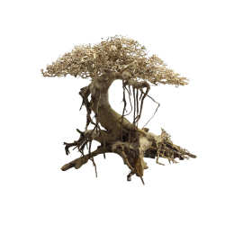 ADA Bonsai Wood S