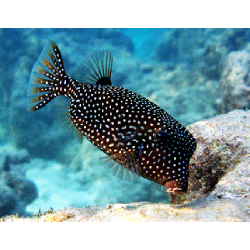 Ostracion Meleagris
