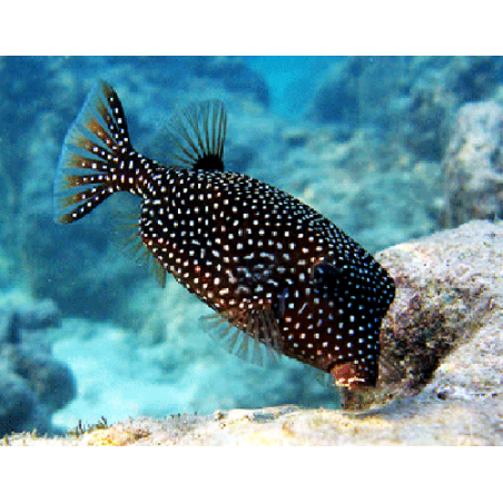 Ostracion Meleagris