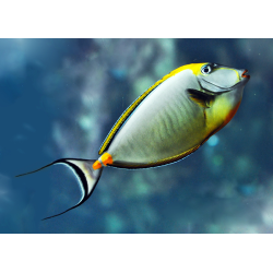 Naso Elegans