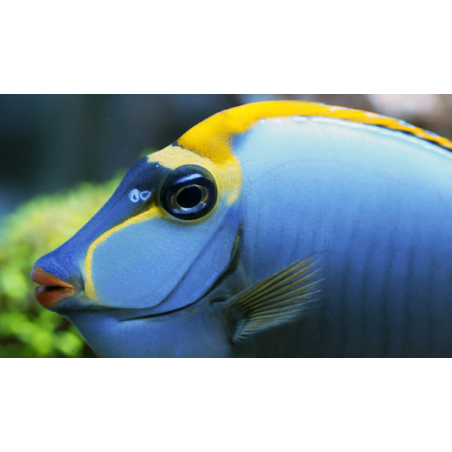 Naso Elegans