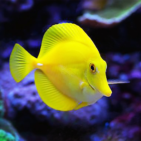 Zebrasoma Flavescens