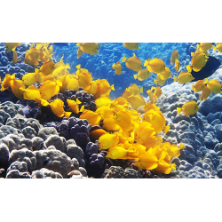 Zebrasoma Flavescens T.B.