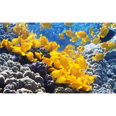 Zebrasoma Flavescens T.B.