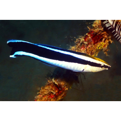 Labroides Dimidiatus