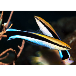 Labroides Dimidiatus