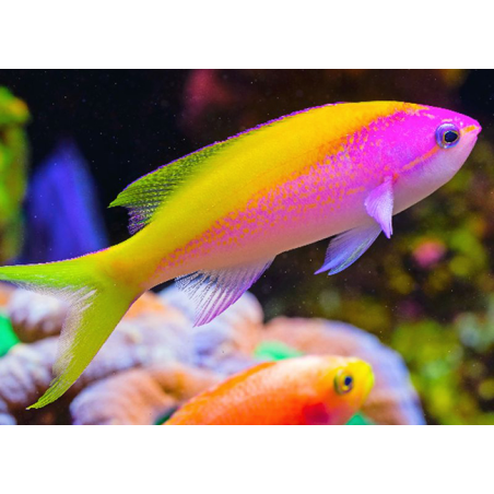 Pseudanthias Evansi