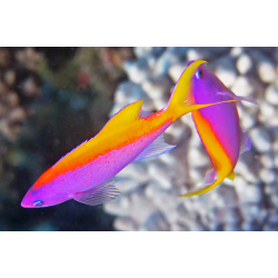 Pseudanthias Evansi