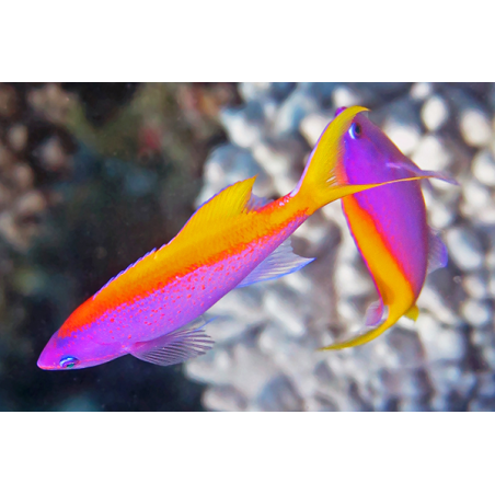 Pseudanthias Evansi