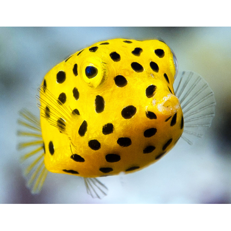 Ostracion Cubicus