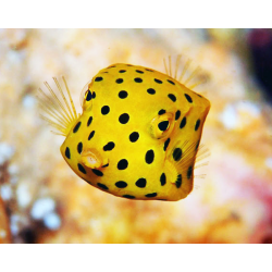 Ostracion Cubicus