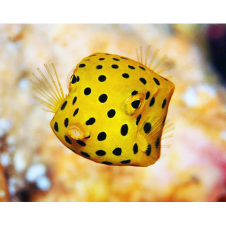 Ostracion Cubicus
