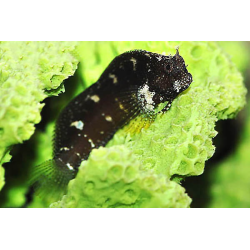 Salarias Ramosus