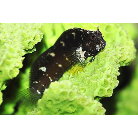 Salarias Ramosus