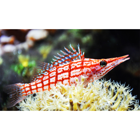 Oxycirrhites Typus