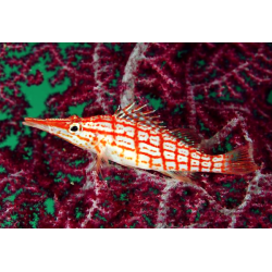Oxycirrhites Typus