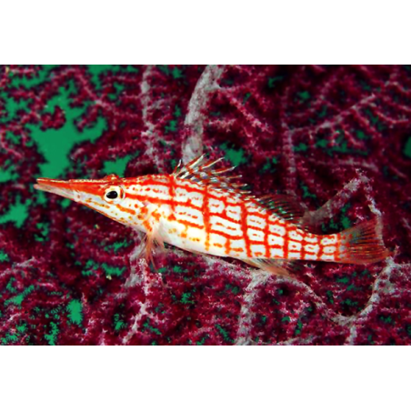 Oxycirrhites Typus
