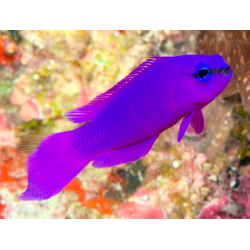 Pseudochromis Fridmani