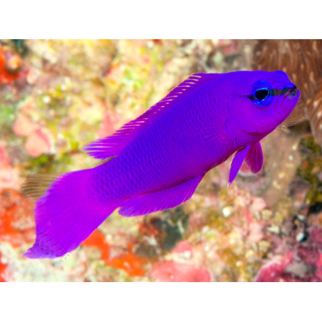 Pseudochromis Fridmani