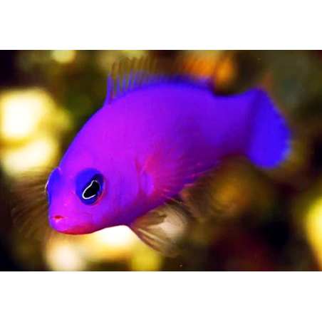 Pseudochromis Fridmani