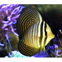 Zebrasoma Veliferum