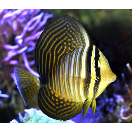 Zebrasoma Veliferum