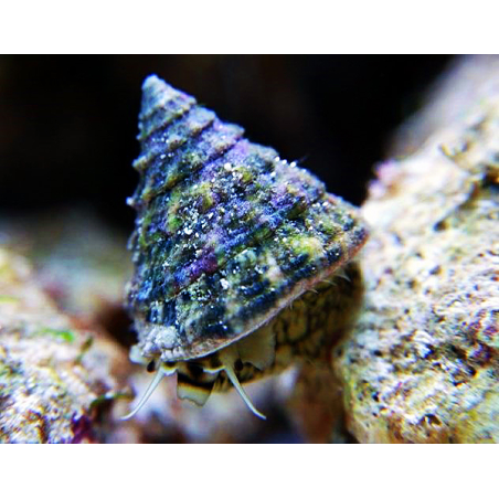 Astraea Tectum