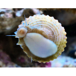 Astraea Tectum XL